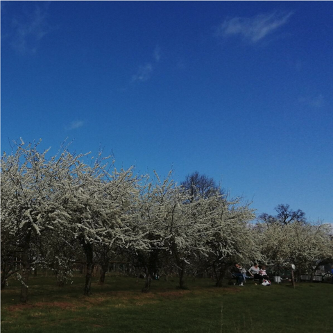 Picnic under the apple blossom 