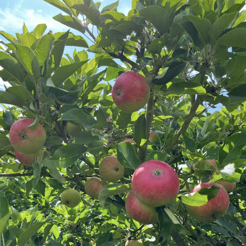 ripening apples on a tree