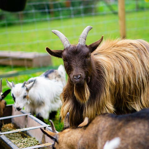 Pigmy Goat