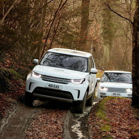 Landrovers driving woodland track