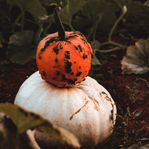 The Farm Patch Ledbury Pumpkins