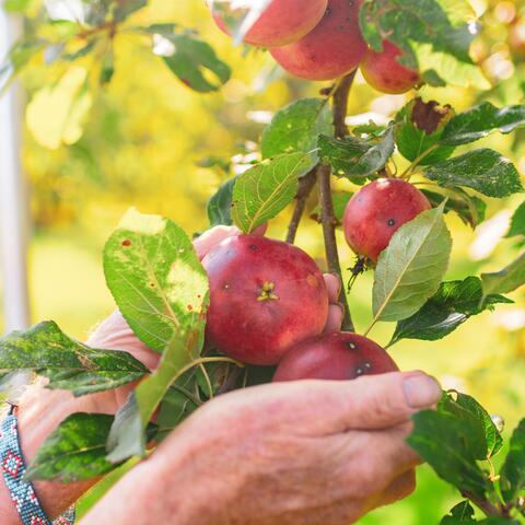 Hands holding apples