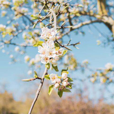 blossom branch