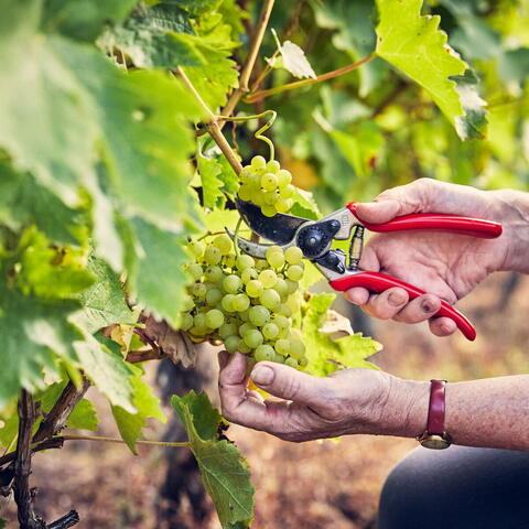 grapes on a vine being cut by hand