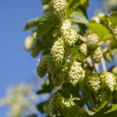 Hops on the tree with a blue sky in the back ground