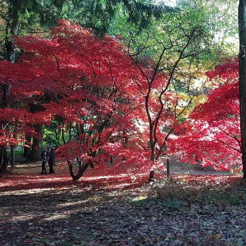 Autumnal Colours