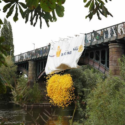 hundreds of small yellow plastic ducks being cast into a river from a bridge for the Hereford duck race