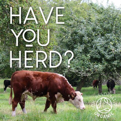 photo of a red and white Hereford cow in a field with 'Have you herd?' written in white