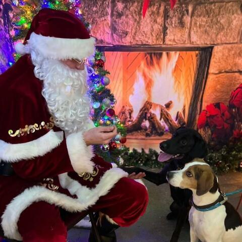 A dog meeting Santa in a grotto