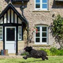 Dog friendly properties (3/6)