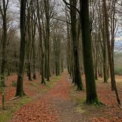 Tree Lined Path