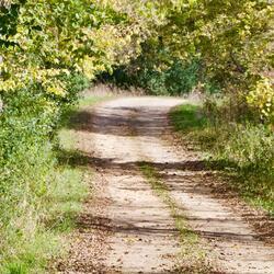 Country lane in the sun