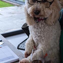 dog with glasses on and a glass of wine