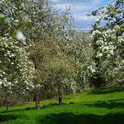 Apple orchard