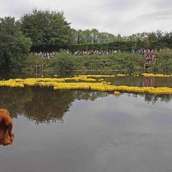 hundreds of small yellow rubber ducks floating on the river