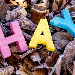 H A Y letters on a bed of autumn leaves