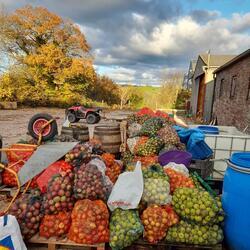 variety of apples in netted sacks