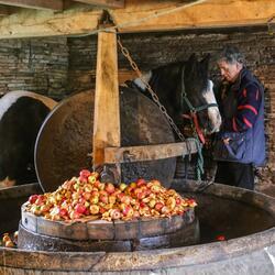 Fair Oak Cider